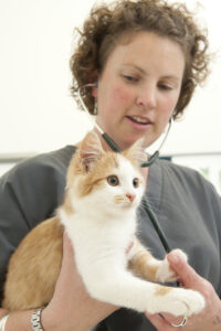 Cat vaccinations and disease prevention
