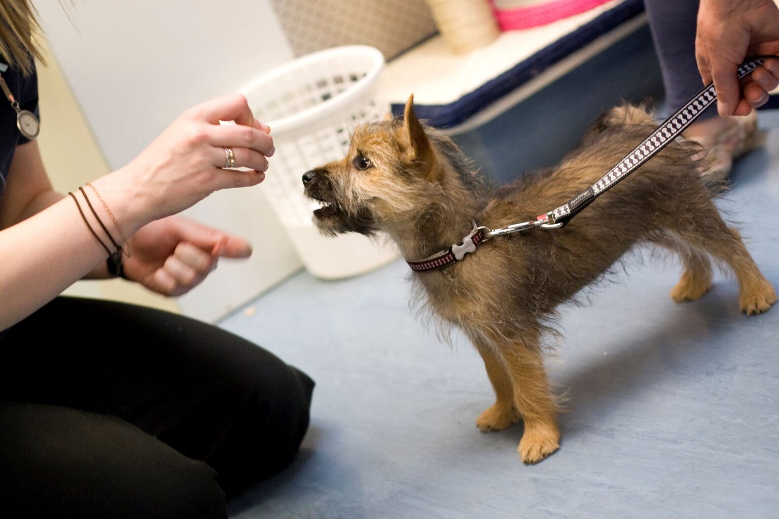 Puppy Preschool Ōtaki Vets