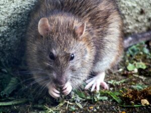 Rat bait poisoning Otaki Vets