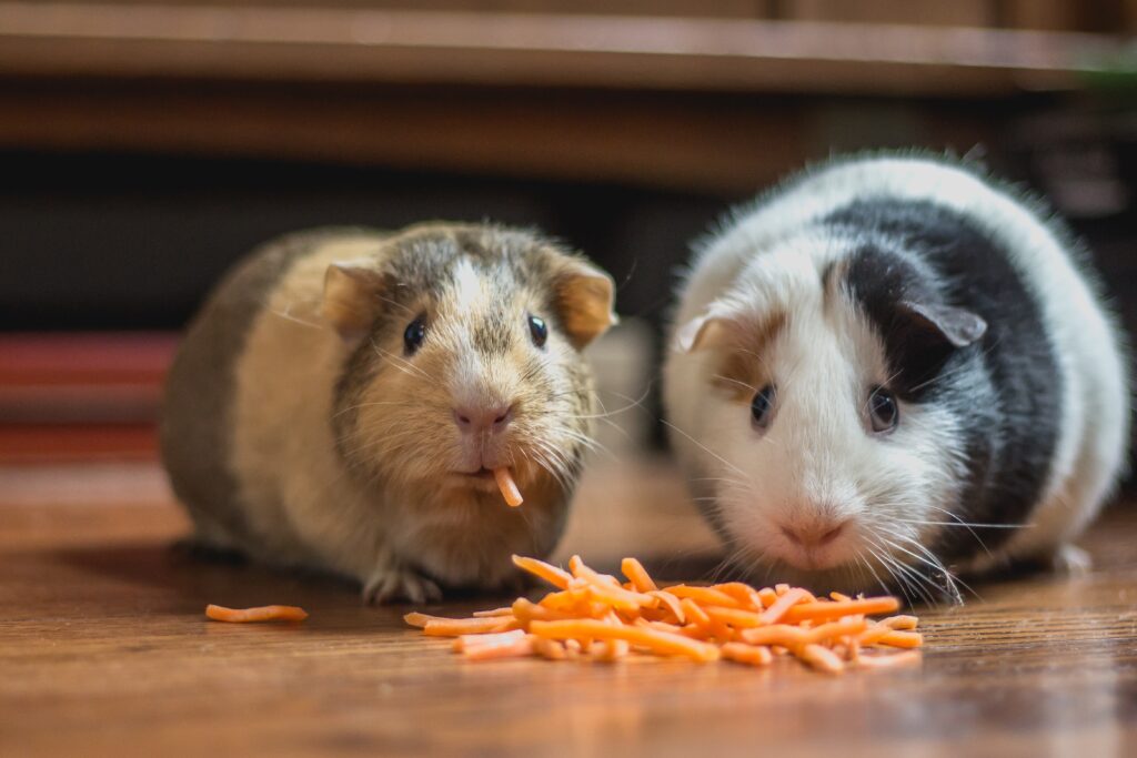 Guinea pigs and Vitamin C