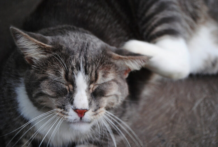 Itchy cat Otaki Vets