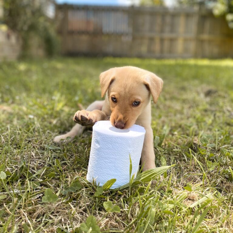 Puppy chewing toilet roll on lawn