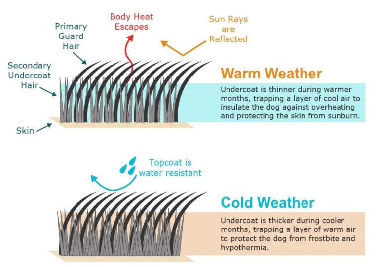Deshedding a Dog: 7 Most Effective Methods and 7 Best Tools to Use