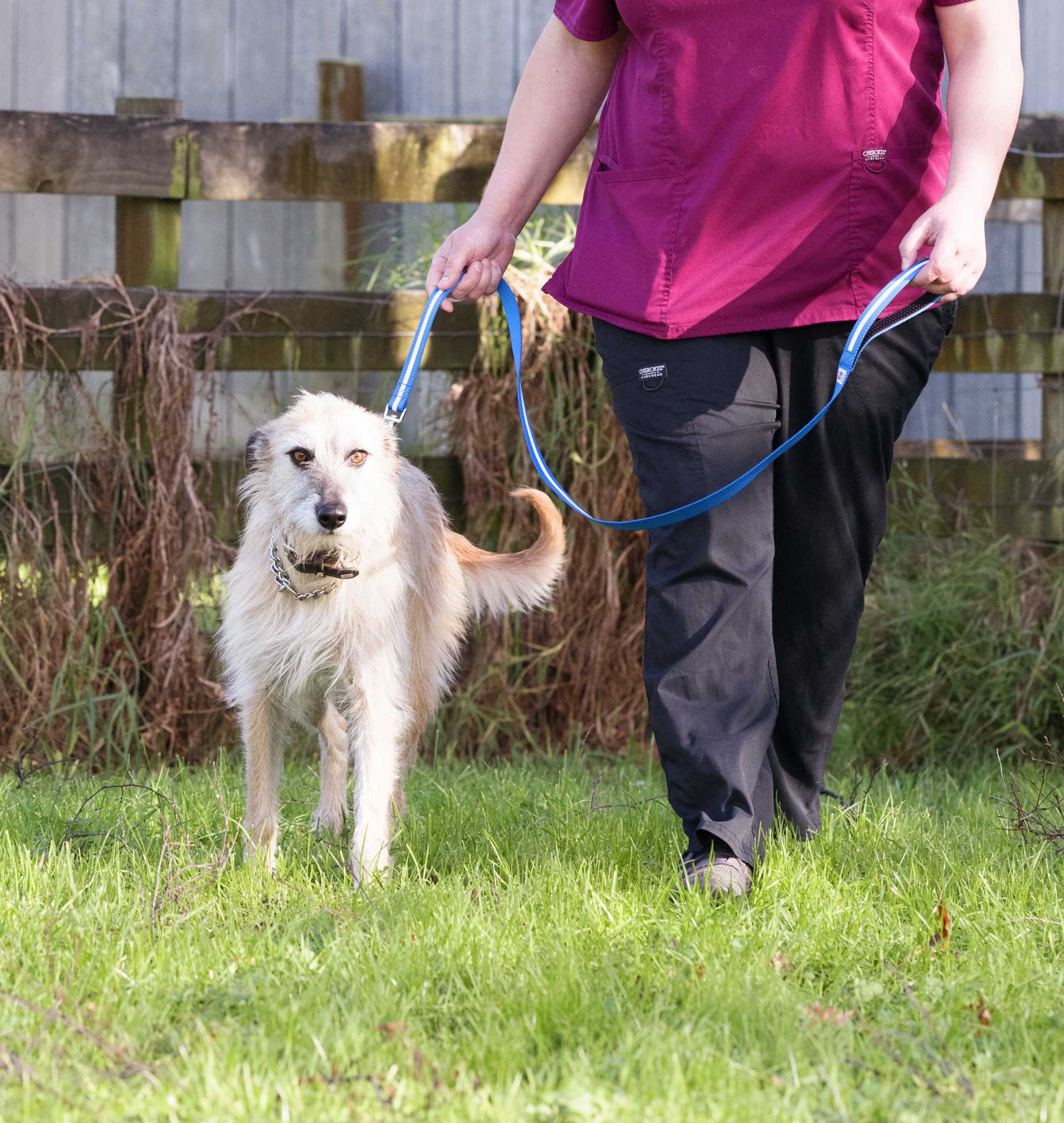 What Is Pet Insurance